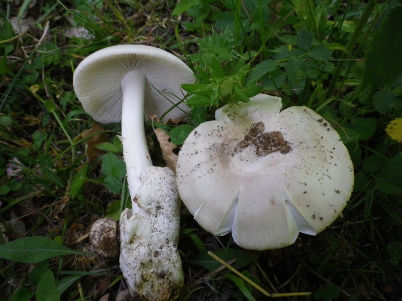 Due amanita chiare
